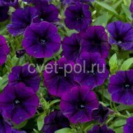 Littletunia Purple Blue