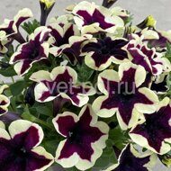 GO!Tunia French kiss