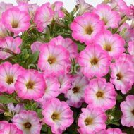 Littletunia Pink Frills