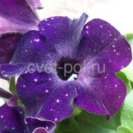 Happytoonia Starry Blue