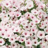 Supertunia Vista Silverberry