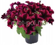 Go!Tunia Cosmic Purple